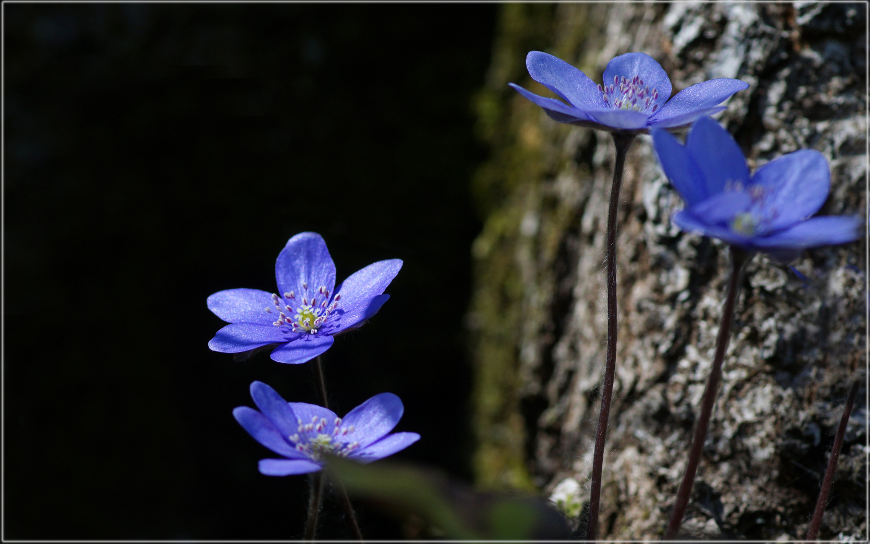 Leberblümchen mit  hellen und dunklem Hintergrund