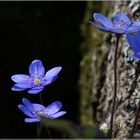 Leberblümchen mit  hellen und dunklem Hintergrund