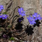 Leberblümchen mit Schattenwurf