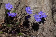 Leberblümchen mit Schattenwurf