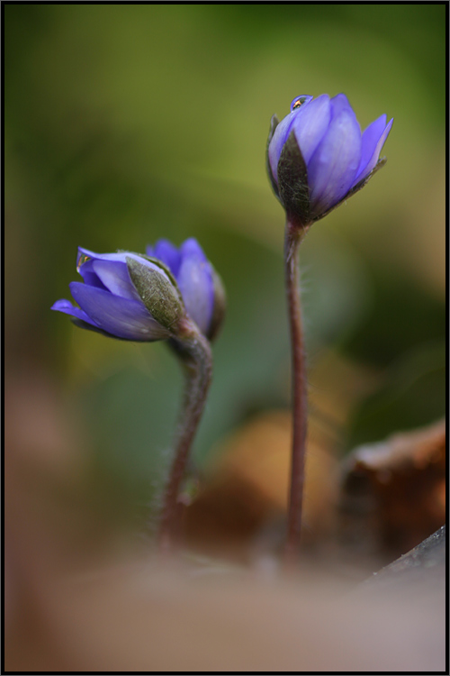 Leberblümchen mit Troppen obendruff