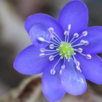 Leberblümchen mit Wassertropfen