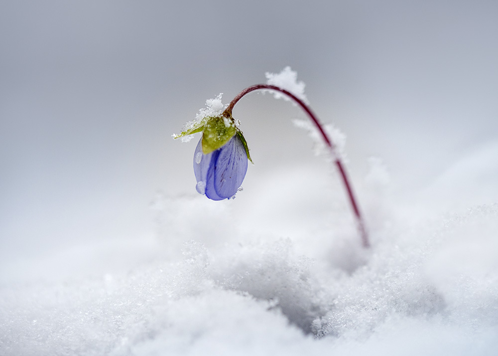 Leberblümchen mit Winterüberraschung