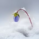 Leberblümchen mit Winterüberraschung