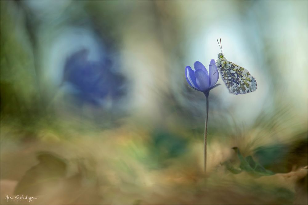 Leberblümchen mit Zugabe