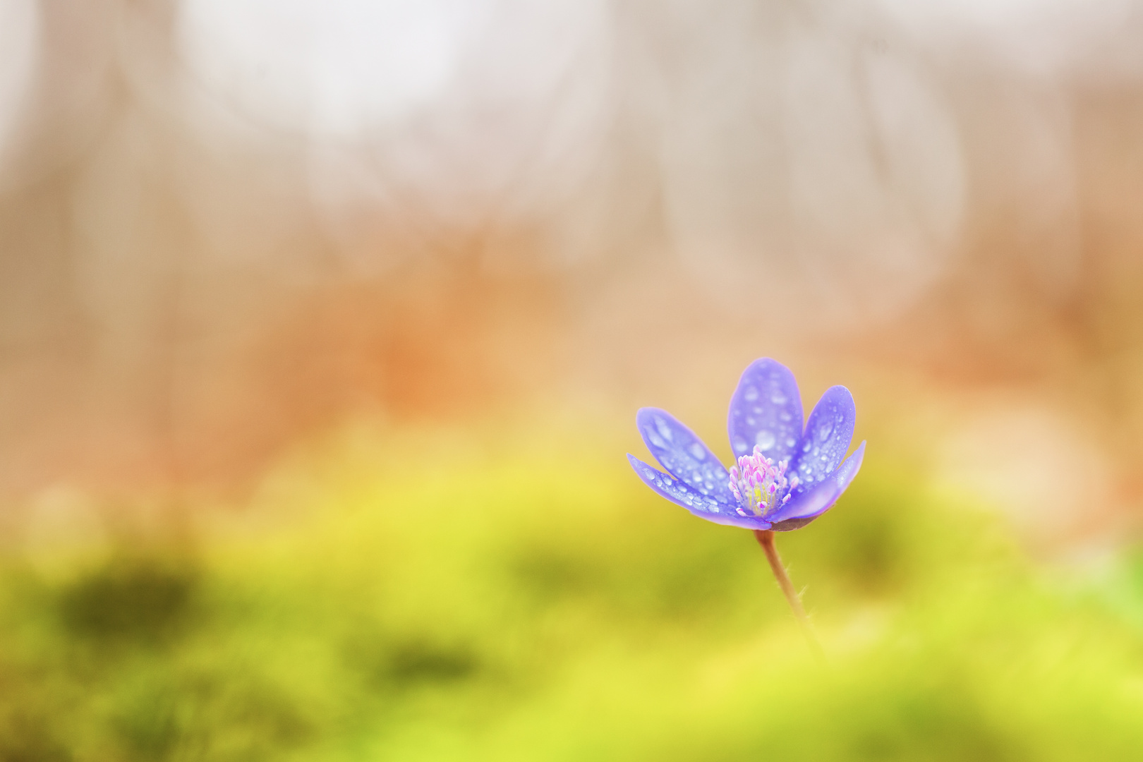 Leberblümchen oder Hepatica nobilis