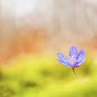 Leberblümchen oder Hepatica nobilis