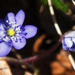 Leberblümchen original