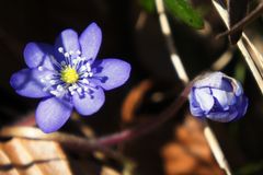 Leberblümchen original