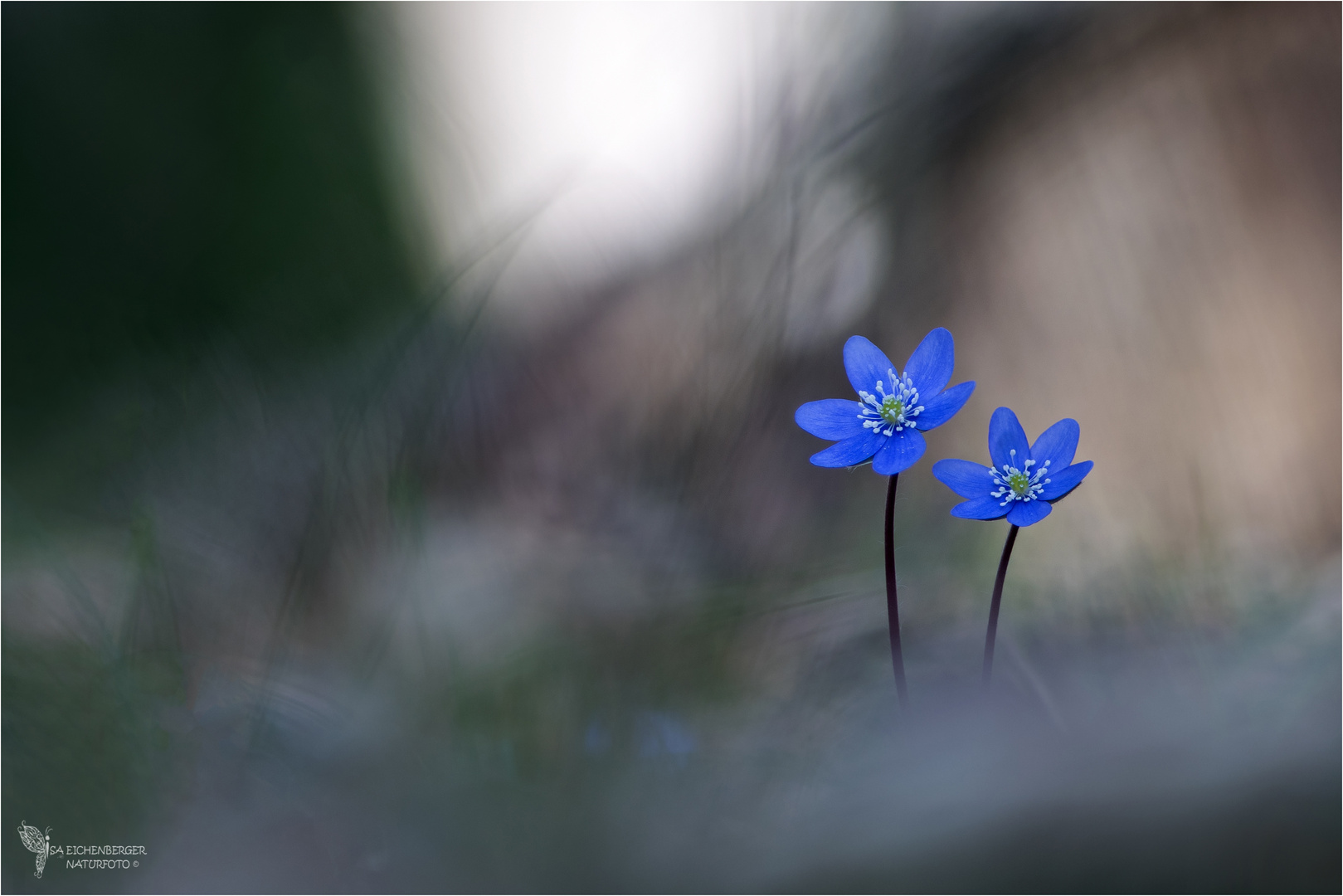 Leberblümchen-Pärchen