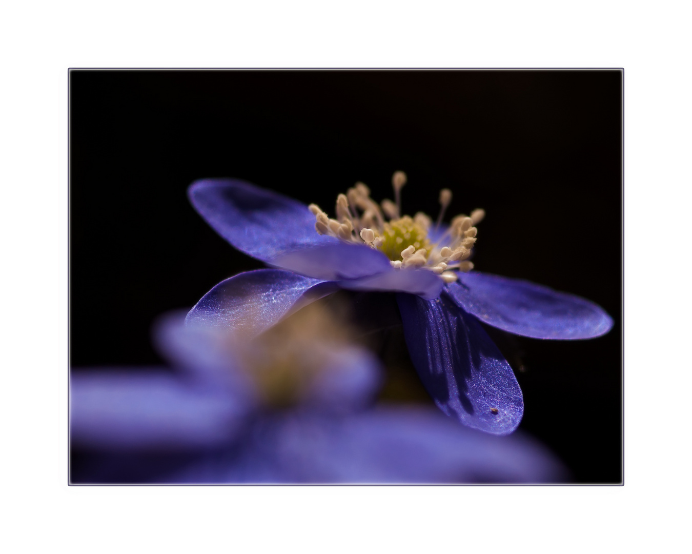 Leberblümchen-Portrait