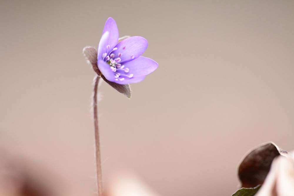 Leberblümchen pur