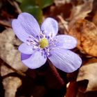 Leberblümchen reckt sich zur Sonne