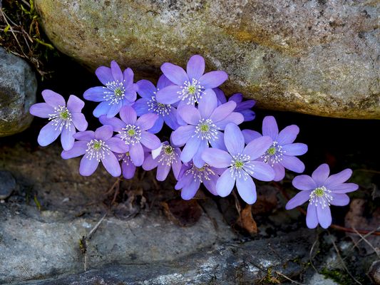 Leberblümchen schauen aus ihrem Versteck heraus ...