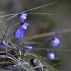 Leberblümchen, Schlehdorf, 07.05.2015