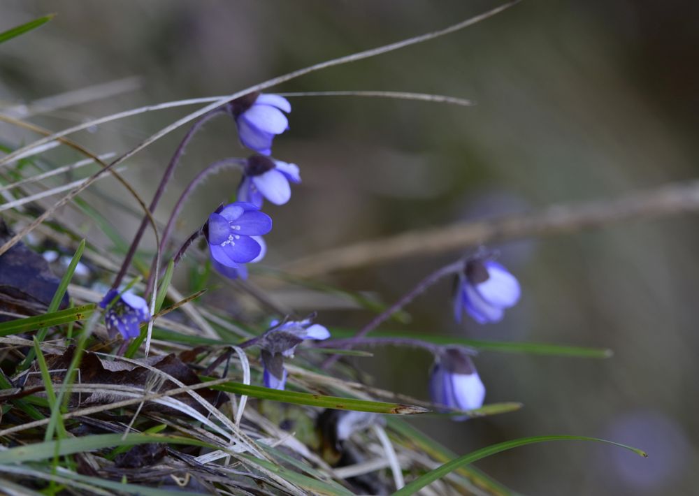 Leberblümchen, Schlehdorf, 07.05.2015