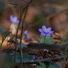 Leberblümchen-Stilleben