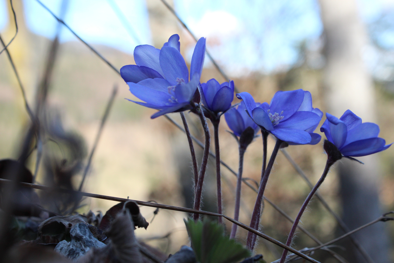 Leberblümchen strecken sich dem Frühling entgegen