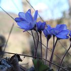 Leberblümchen strecken sich dem Frühling entgegen