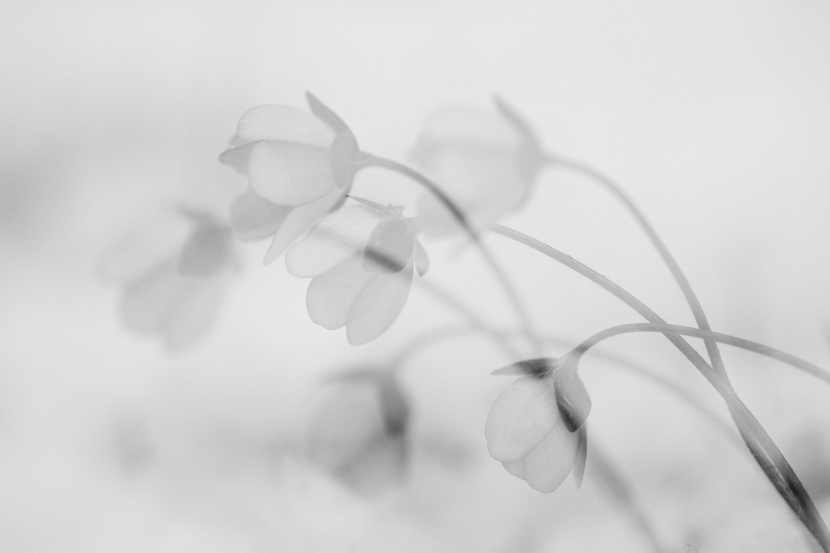 Leberblümchen transparent