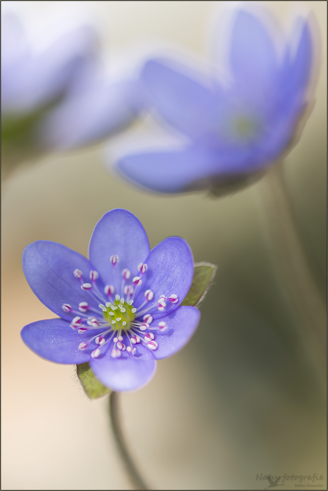 leberblümchen-trio