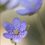 leberblümchen-trio