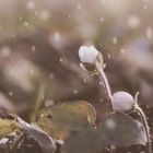 Leberblümchen trotzt dem Schnee