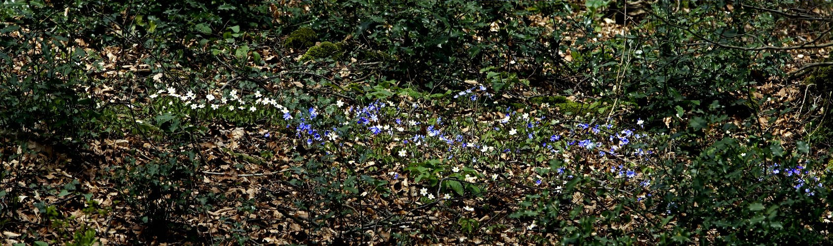 Leberblümchen und Buschwindröschen