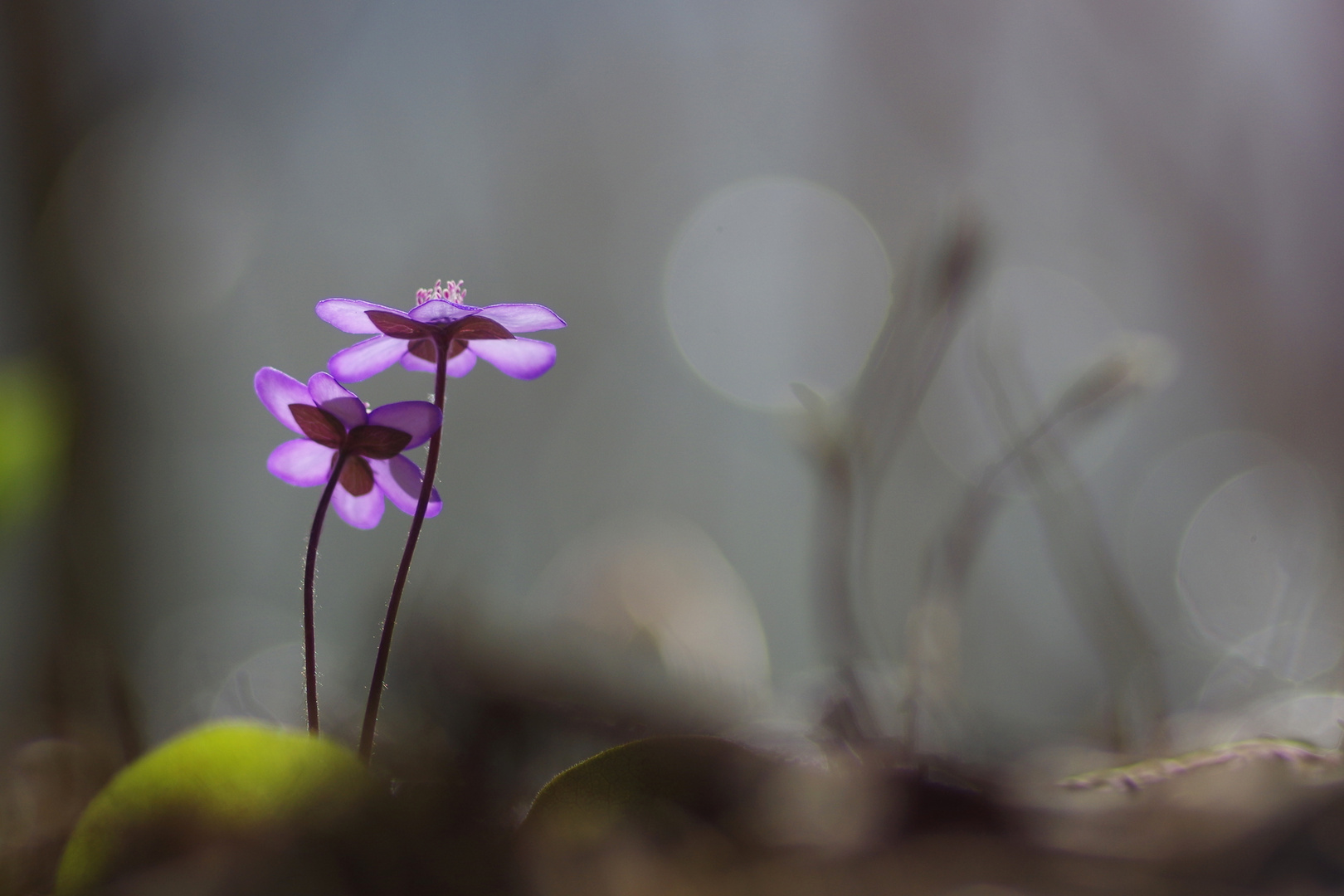 Leberblümchen V