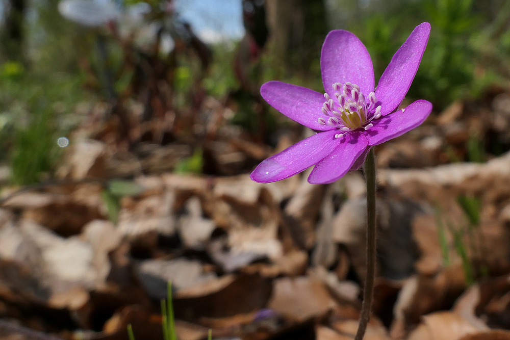 Leberblümchen: Variation in Rosa