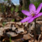 Leberblümchen: Variation in Rosa