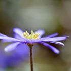 Leberblümchen von der Seite gesehen