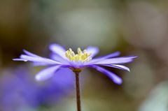 Leberblümchen von der Seite gesehen