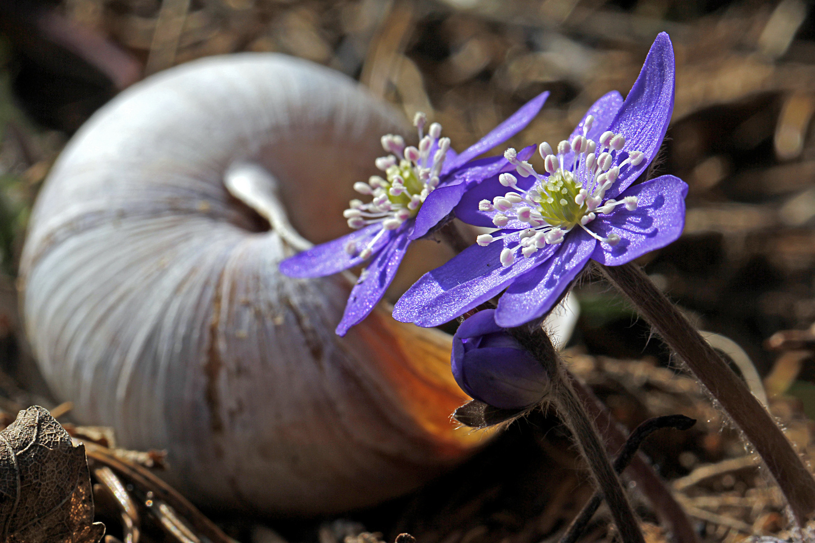 Leberblümchen vorm leeren Haus