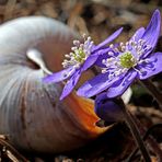 Leberblümchen vorm leeren Haus