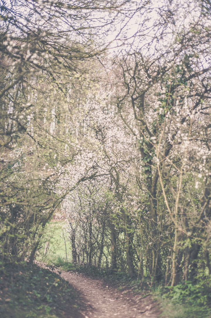 Leberblümchen Weg