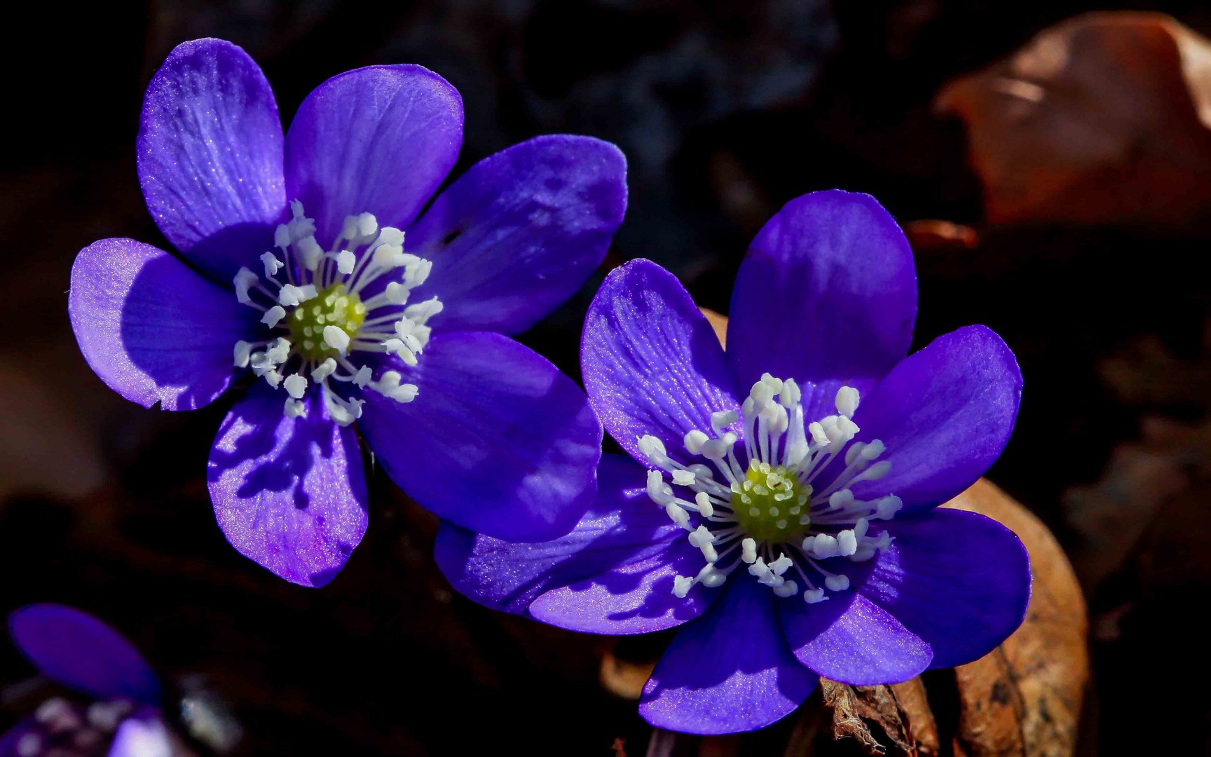 Leberblümchen wilde