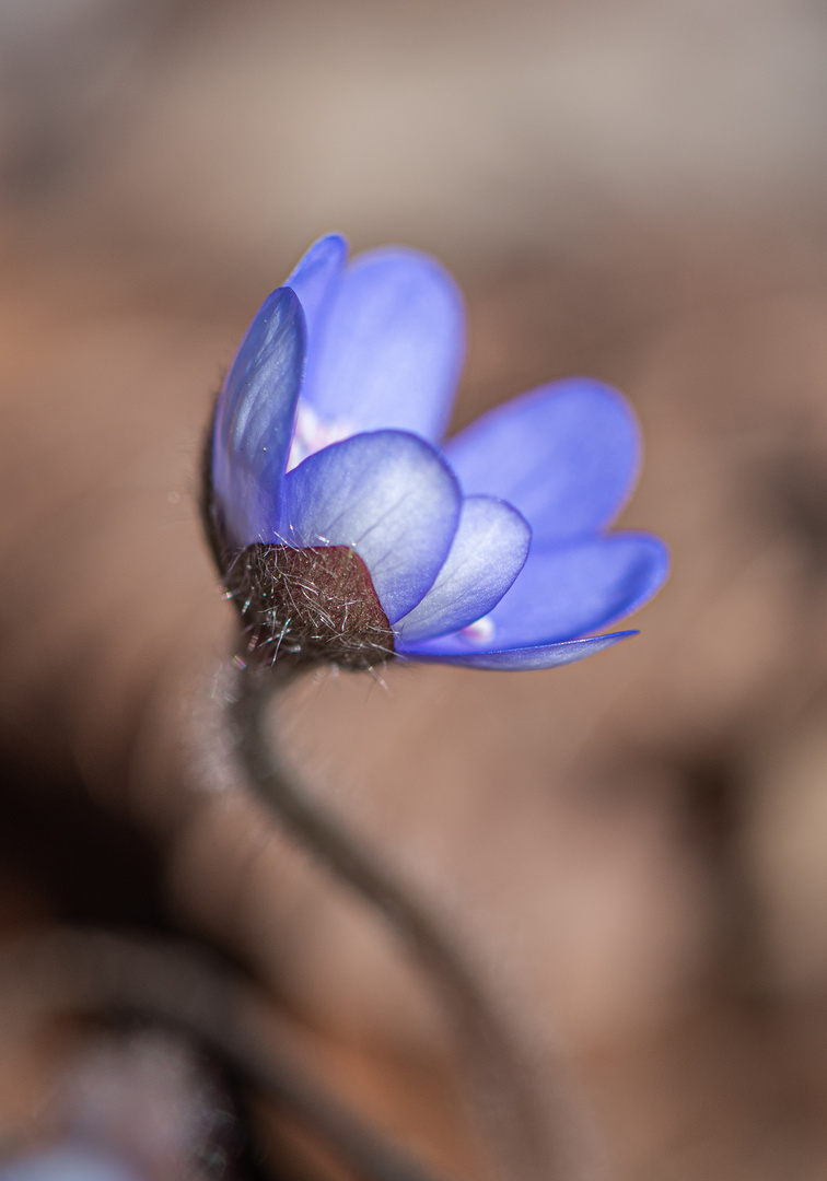 Leberblümchen - zarte Frühlingsboten