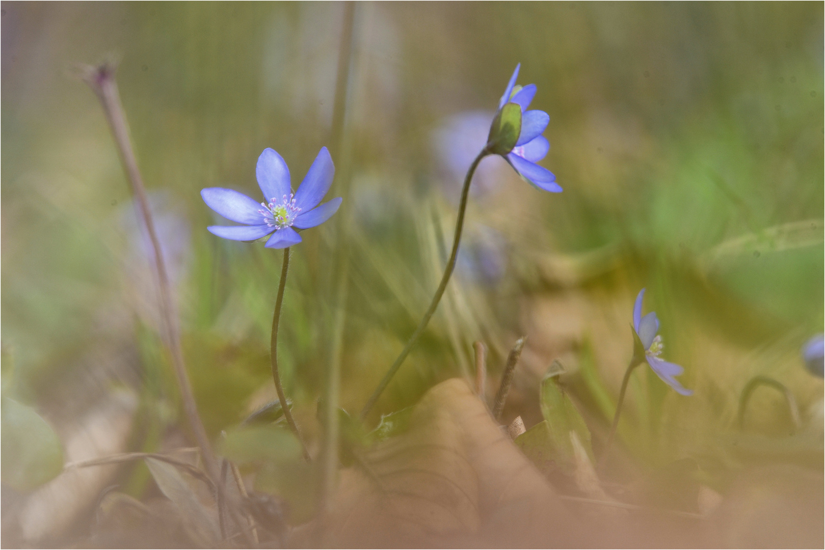 Leberblümchen Zeit