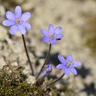 Leberblümchen-Zweierlei (1/2)