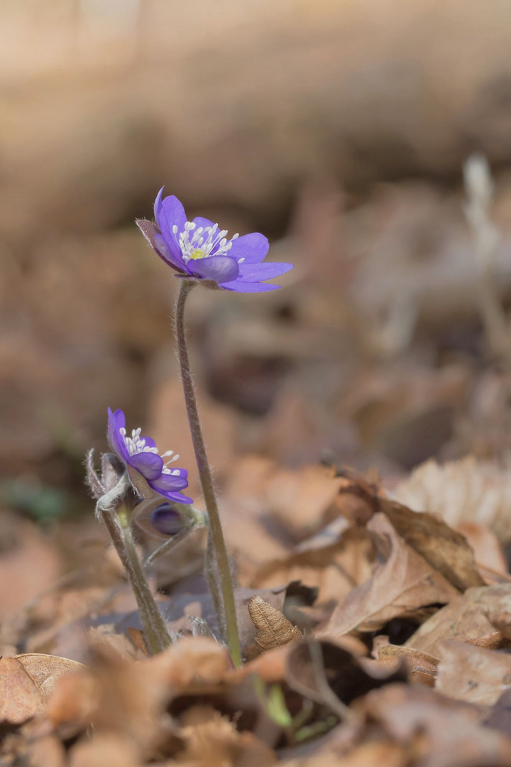 Leberblümchen1