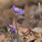 Leberblümchen1