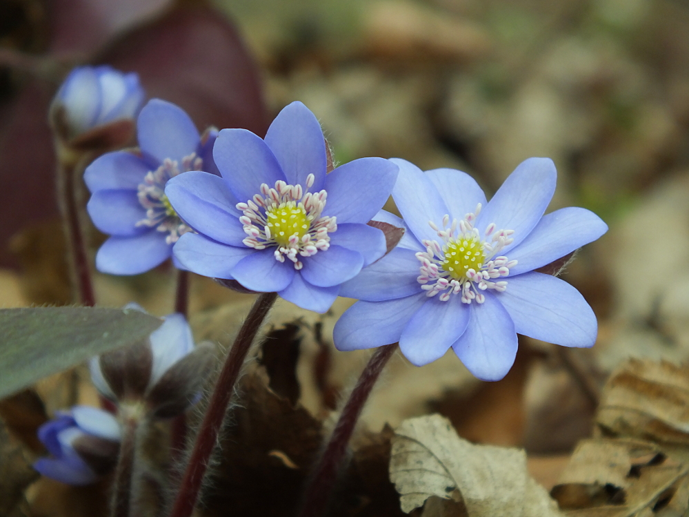 Leberblümchen1