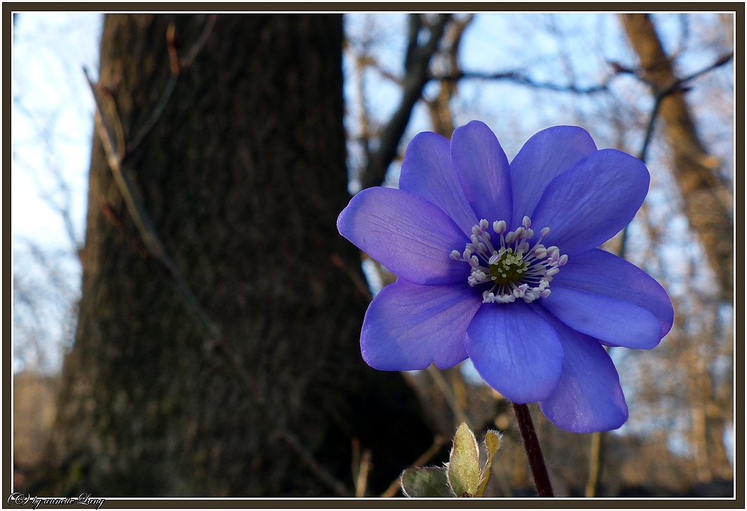 Leberblümchen_2