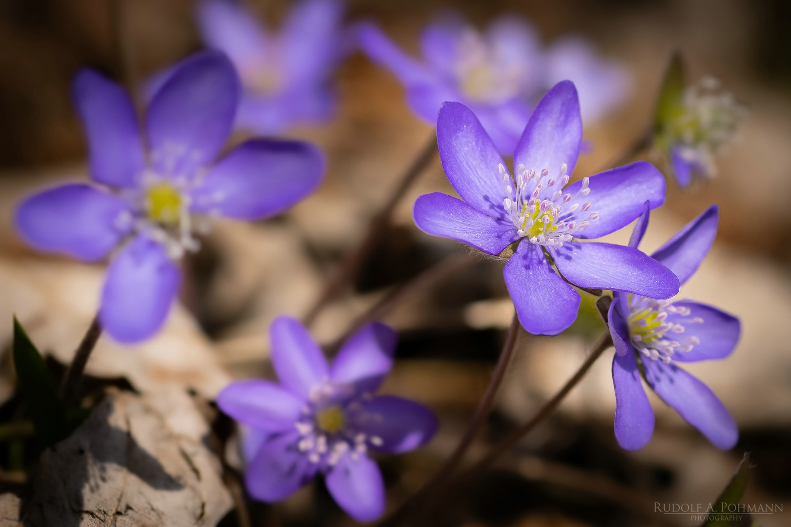 ~ LEBERBLÜMCHEN21 ~