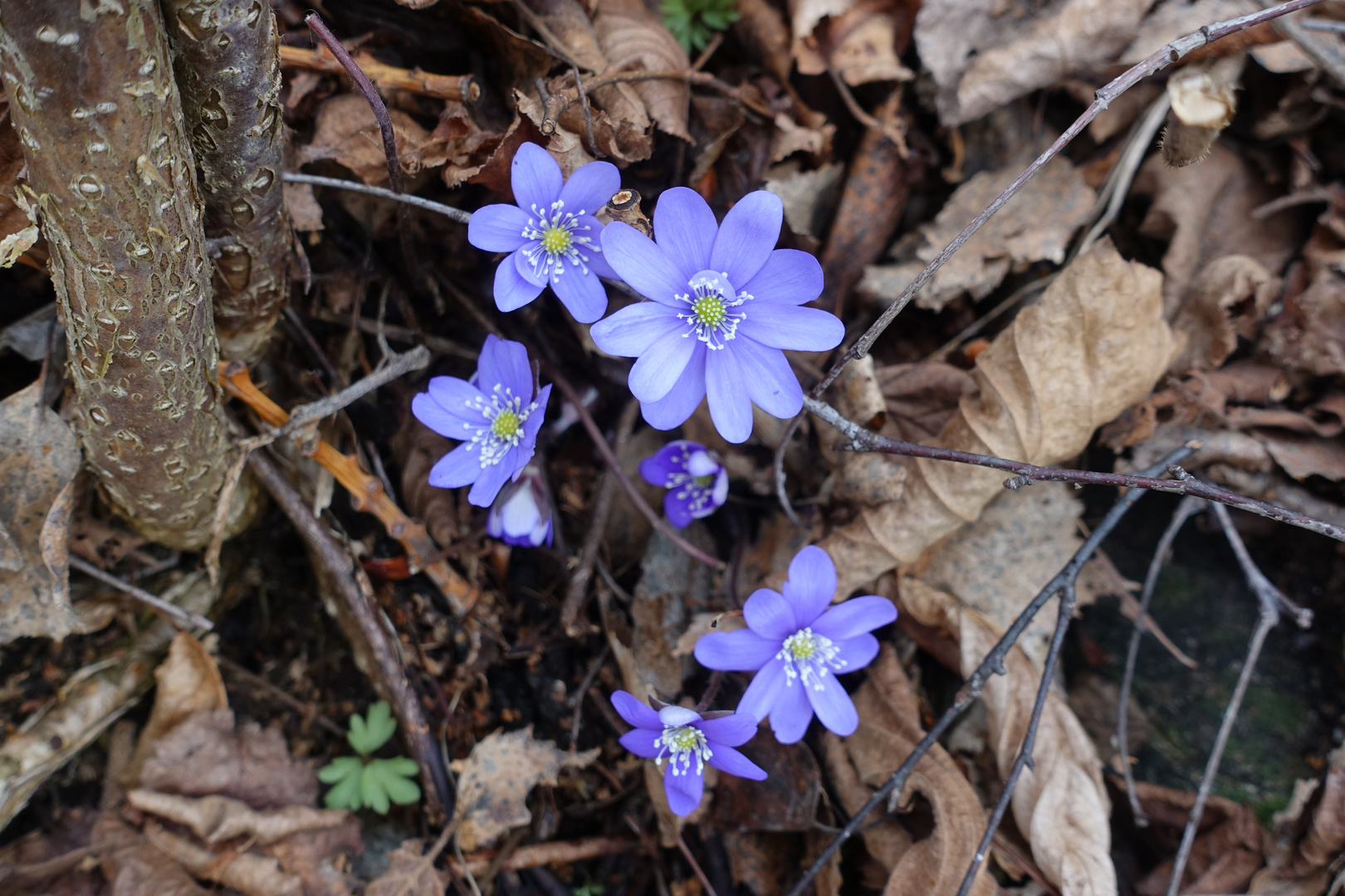 Leberblümchen_31.03.2018