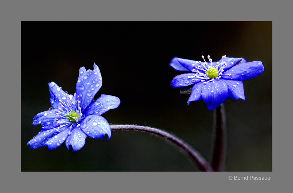 Leberblümchen_4