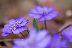 Leberblümchenblau