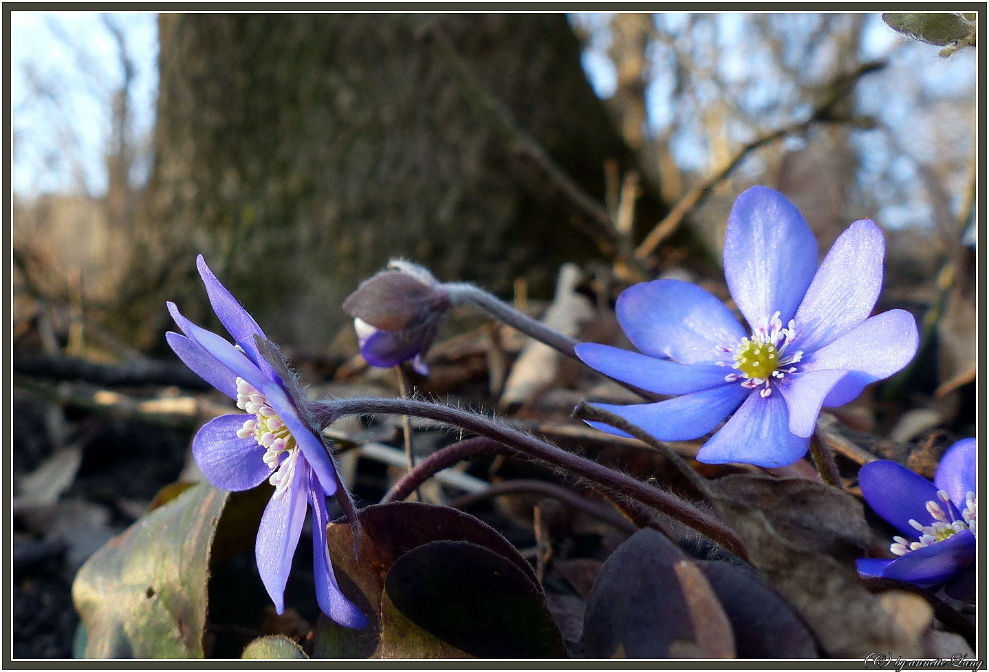 Leberblümchen_im Wald_1