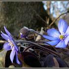 Leberblümchen_im Wald_1